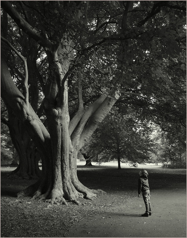Фотографія ...Когда деревья были большими... / Galilejev Pjotr / photographers.ua