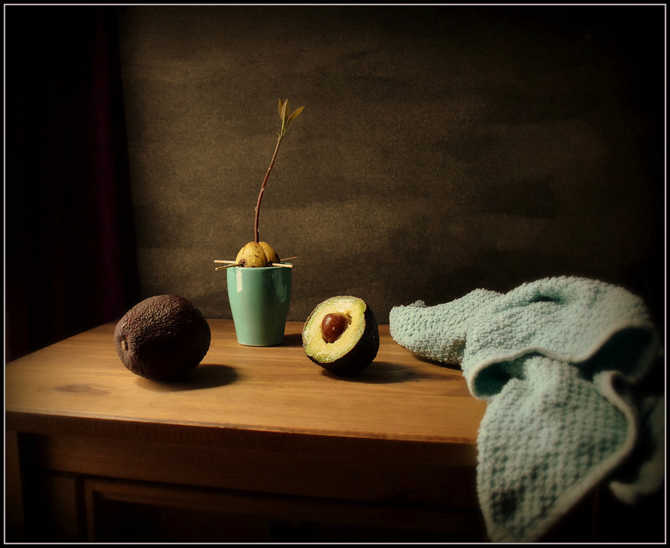 Фотографія Проросток авокадо... / Galilejev Pjotr / photographers.ua