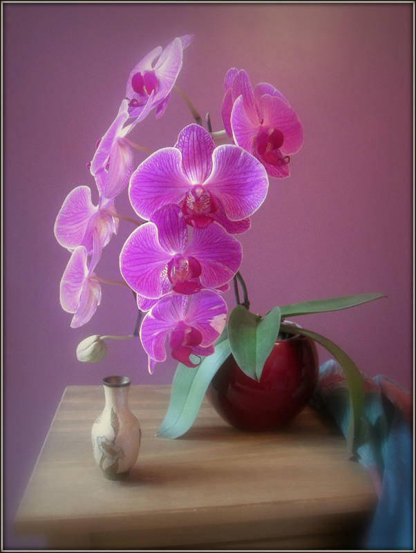 Фотографія С орхидеей... / Galilejev Pjotr / photographers.ua