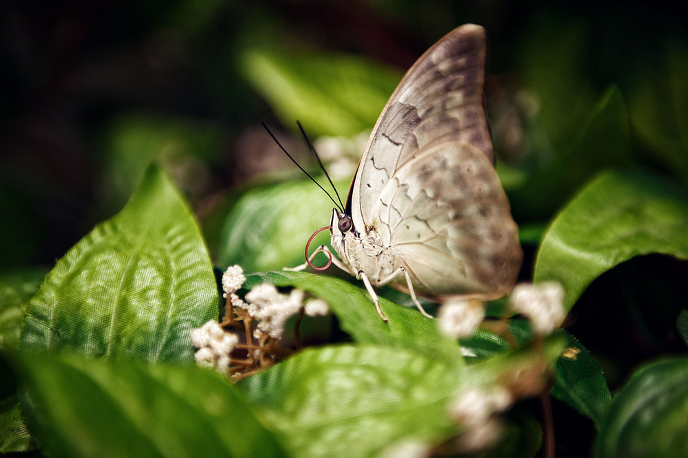 Фотографія Amazing Butterfly / Thomas Shtift / photographers.ua