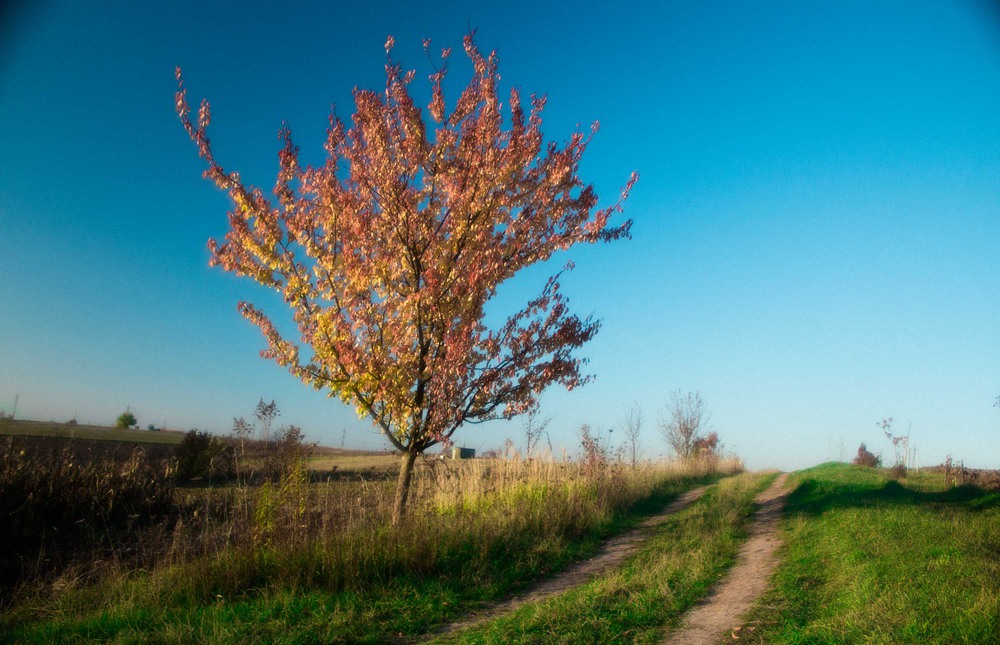Фотографія autumn color / werder maks / photographers.ua