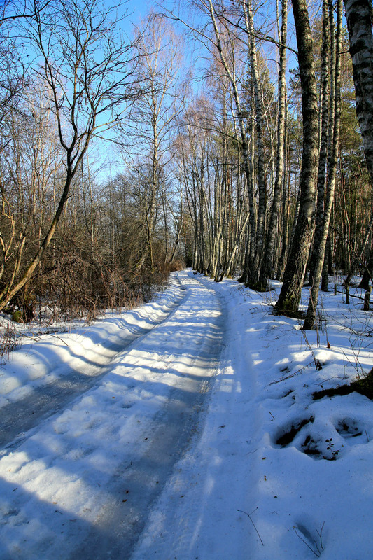 Фотографія Зимовий ліс / Алекс Сергіїв / photographers.ua