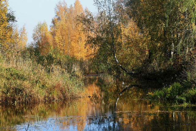 Фотографія Золота осінь / Алекс Сергіїв / photographers.ua