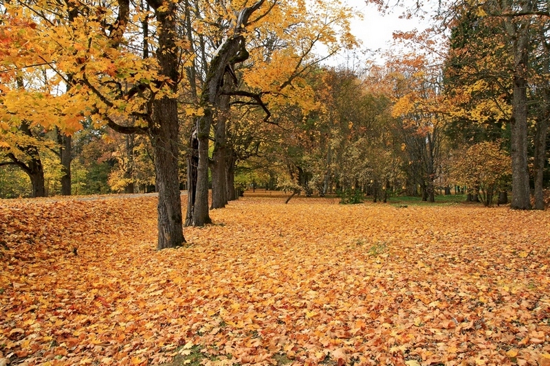 Фотографія На ковре из желтых листьев ... / Алекс Сергіїв / photographers.ua