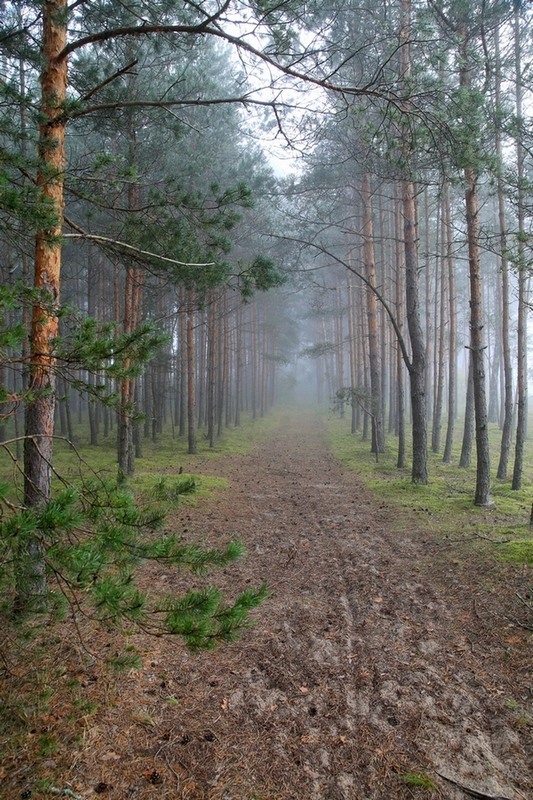 Фотографія Зачарований ліс / Алекс Сергіїв / photographers.ua