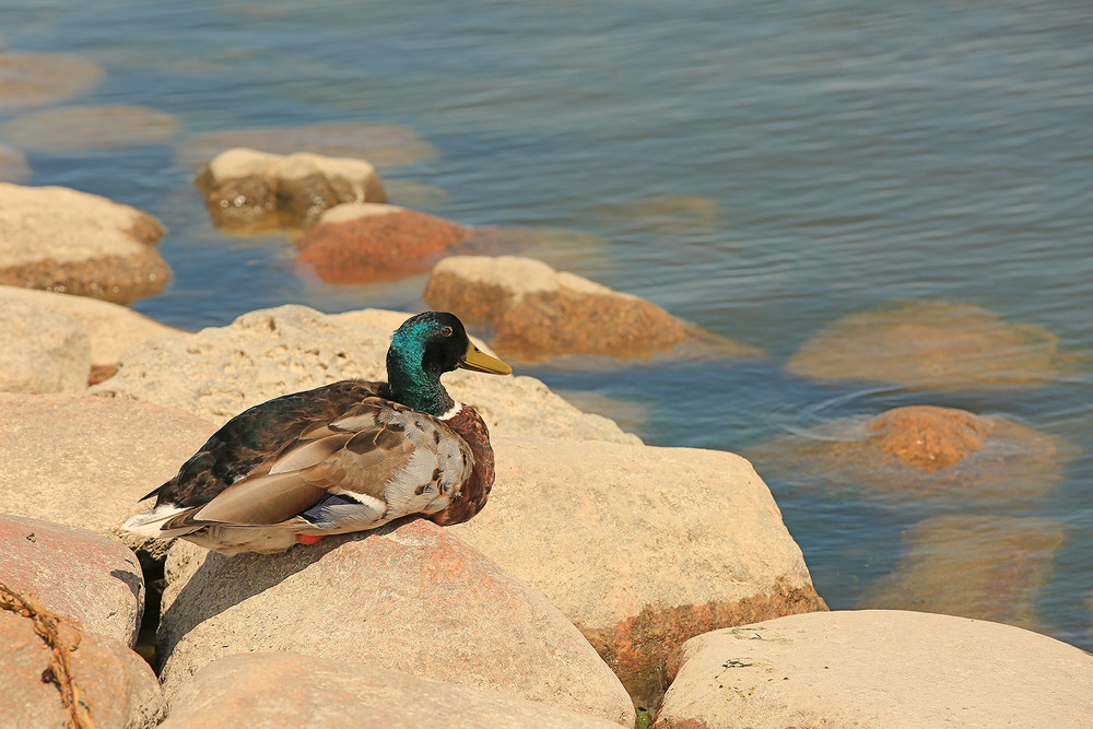Фотографія Притомився / Алекс Сергіїв / photographers.ua