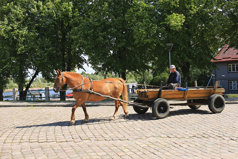 Фотографія Дуже хочу коника, не з крамниці, ні, а того, що бігає в полі, в табуні ... / Алекс Сергіїв / photographers.ua