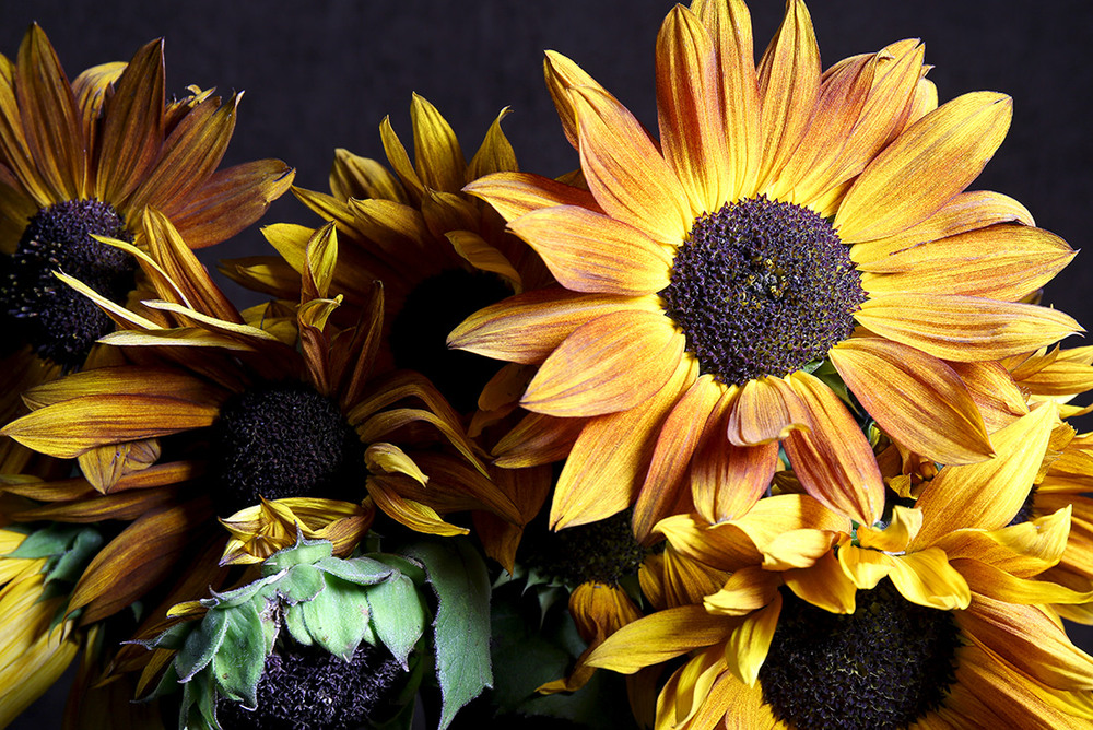 Фотографія Сонячний букет / Алекс Сергіїв / photographers.ua