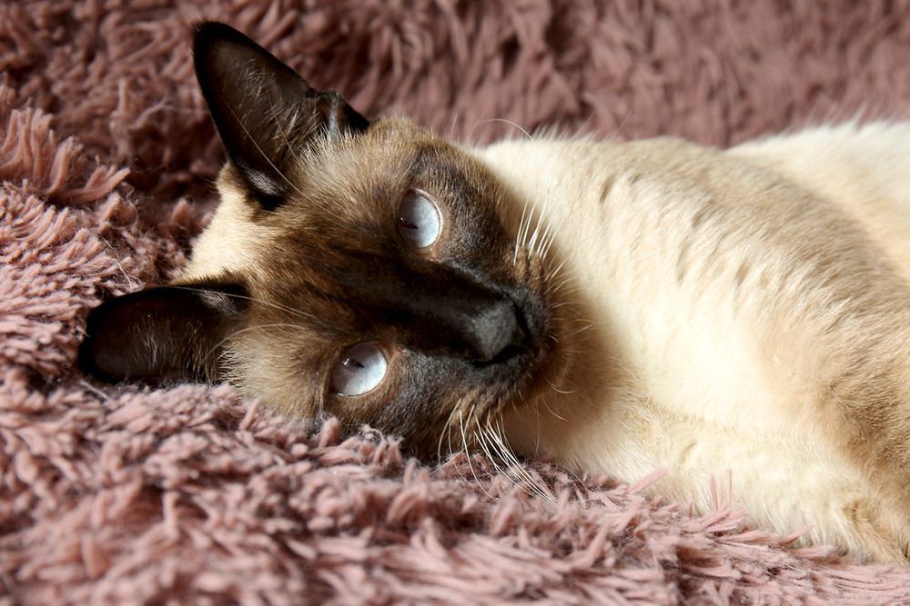 Фотографія Мій друг Кицик / Алекс Сергіїв / photographers.ua