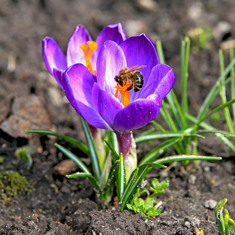 Фотографія Березневі клопоти / Алекс Сергіїв / photographers.ua