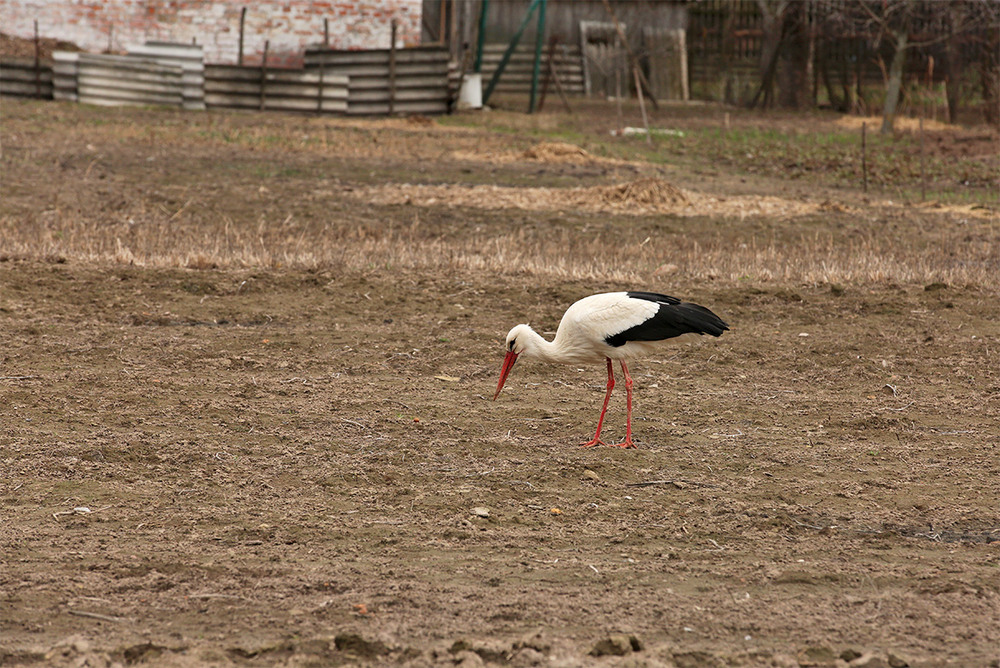 Фотографія Символ батьківщини та сімейного щастя / Алекс Сергіїв / photographers.ua