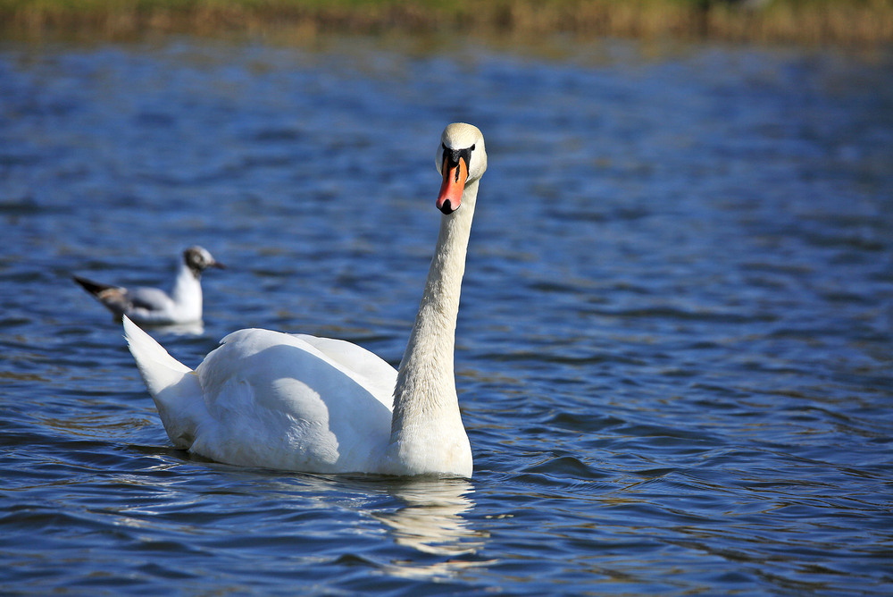 Фотографія Даруйте, ви щось хотіли? / Алекс Сергіїв / photographers.ua