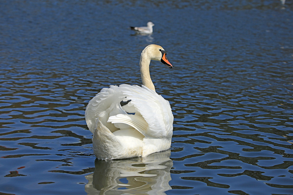 Фотографія ...то плавали вони, і шиї гнулися у них, як буйні лози ... / Алекс Сергіїв / photographers.ua