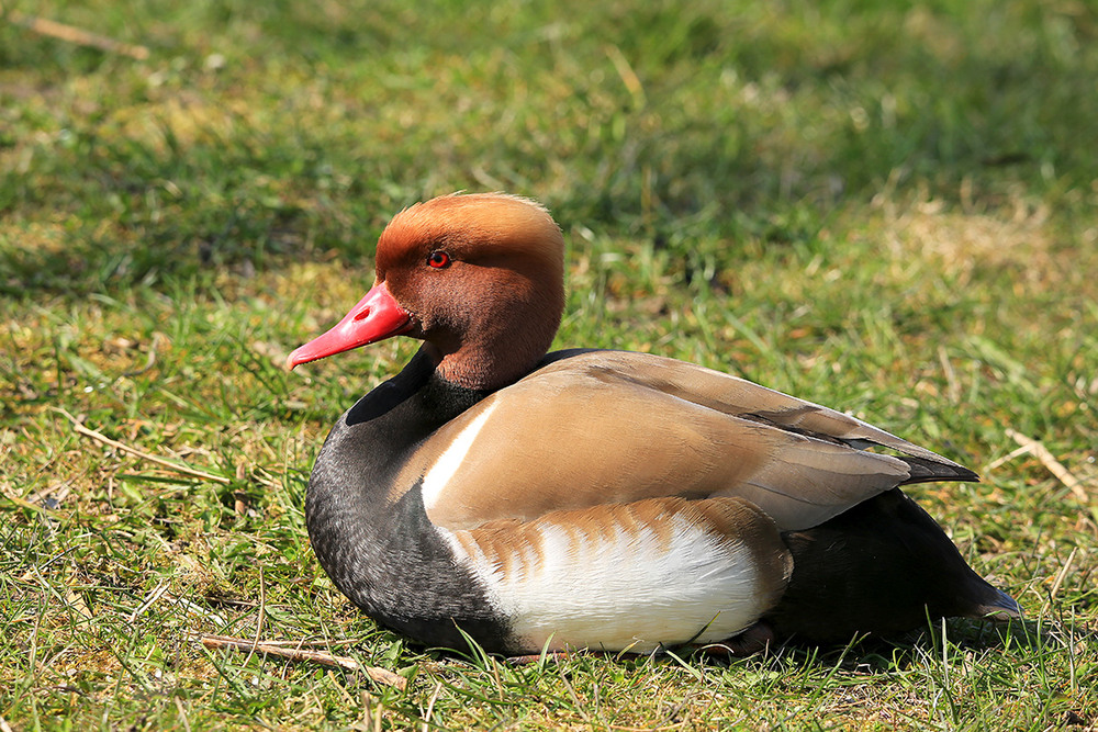 Фотографія Червононосий нирок / Алекс Сергіїв / photographers.ua