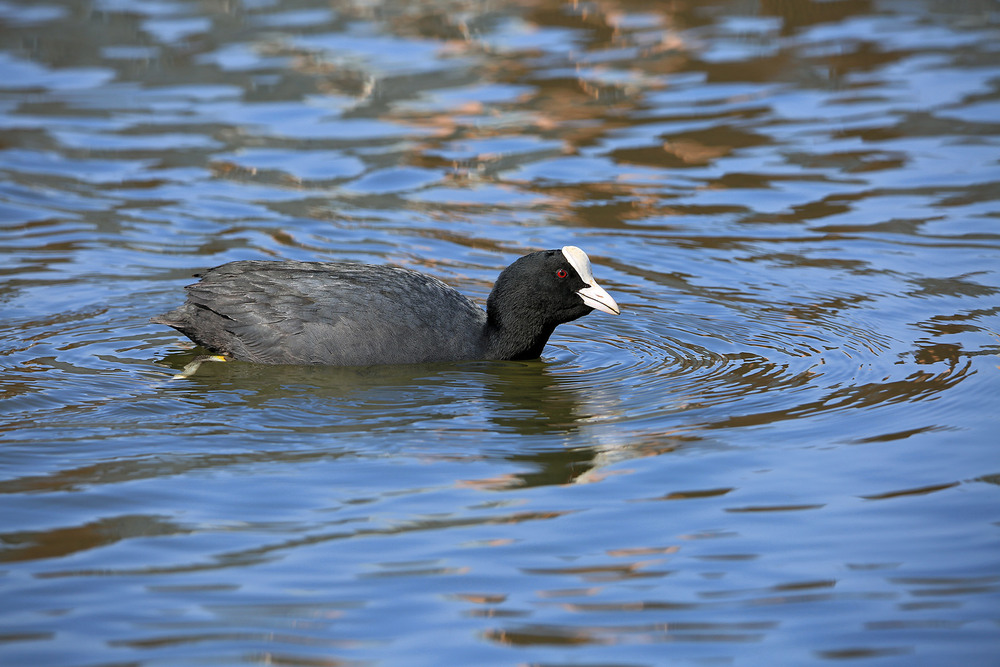 Фотографія Лисуха або водяна курка / Алекс Сергіїв / photographers.ua