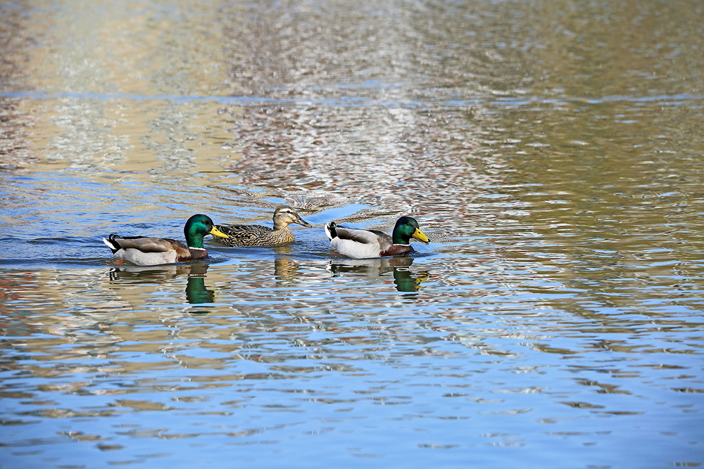Фотографія Залицяльники / Алекс Сергіїв / photographers.ua