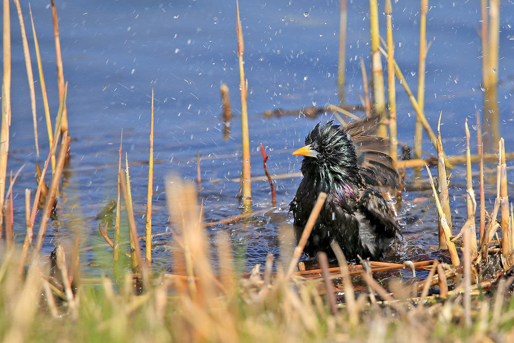 Фотографія Чистота  запорука здоров"я / Алекс Сергіїв / photographers.ua