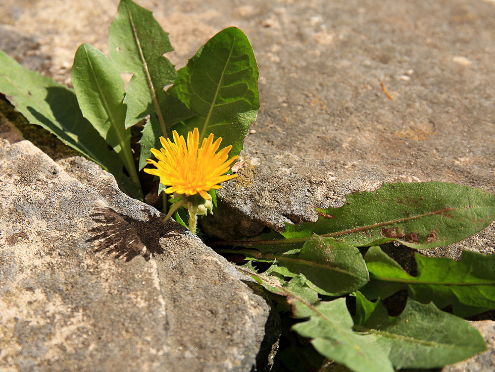 Фотографія Жага до життя / Алекс Сергіїв / photographers.ua