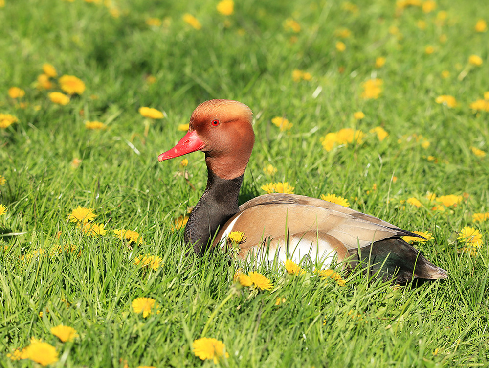 Фотографія Червононосий нирок-2, або портрет на тлі кульбабок / Алекс Сергіїв / photographers.ua