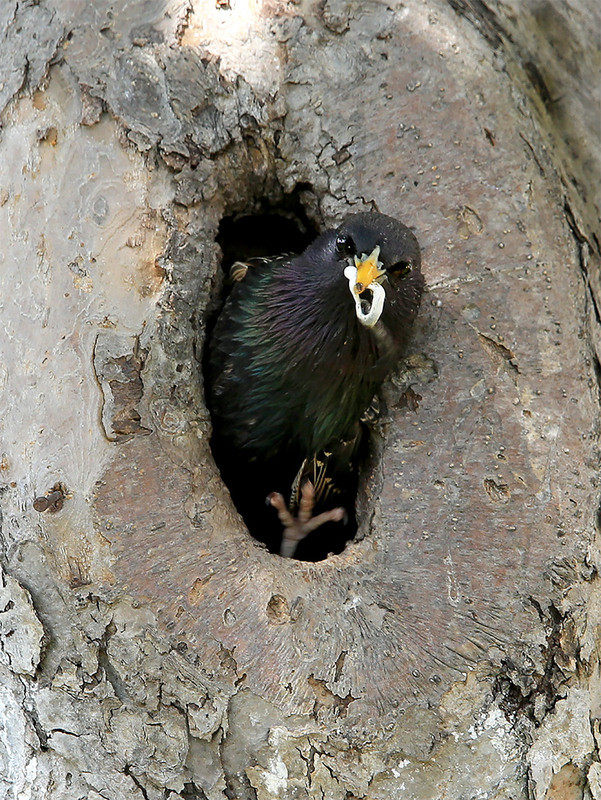 Фотографія Чистота - запорука здоров"я / Алекс Сергіїв / photographers.ua