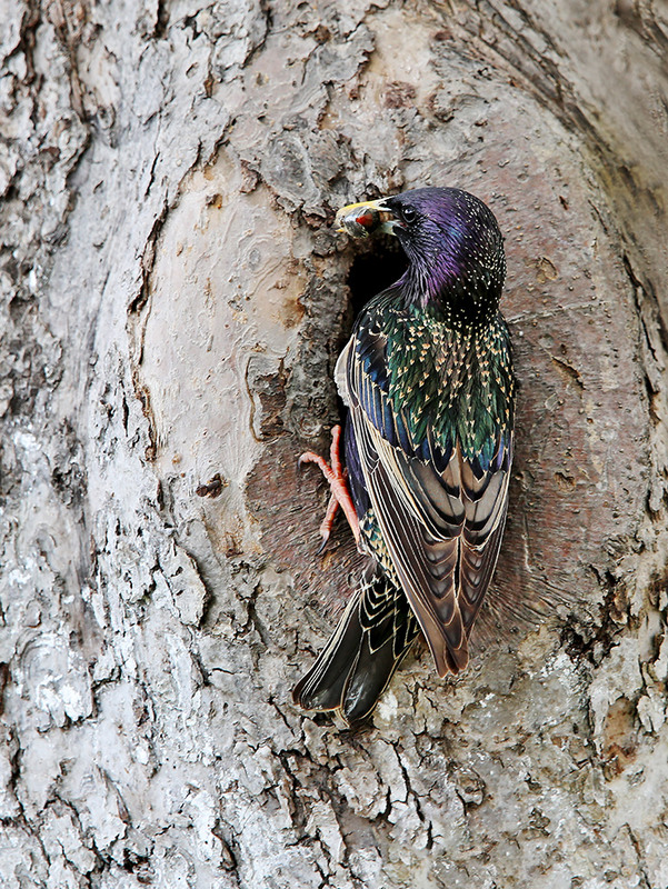 Фотографія Основний інстинкт / Алекс Сергіїв / photographers.ua
