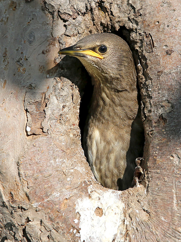 Фотографія Допитливе шпаченя / Алекс Сергіїв / photographers.ua
