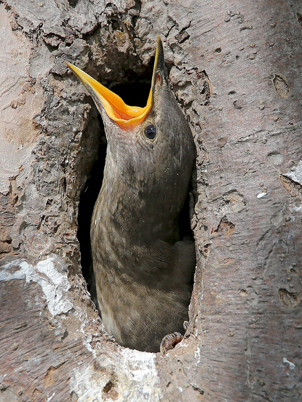 Фотографія Татусь, де ти?! Я їсти хочу! / Алекс Сергіїв / photographers.ua