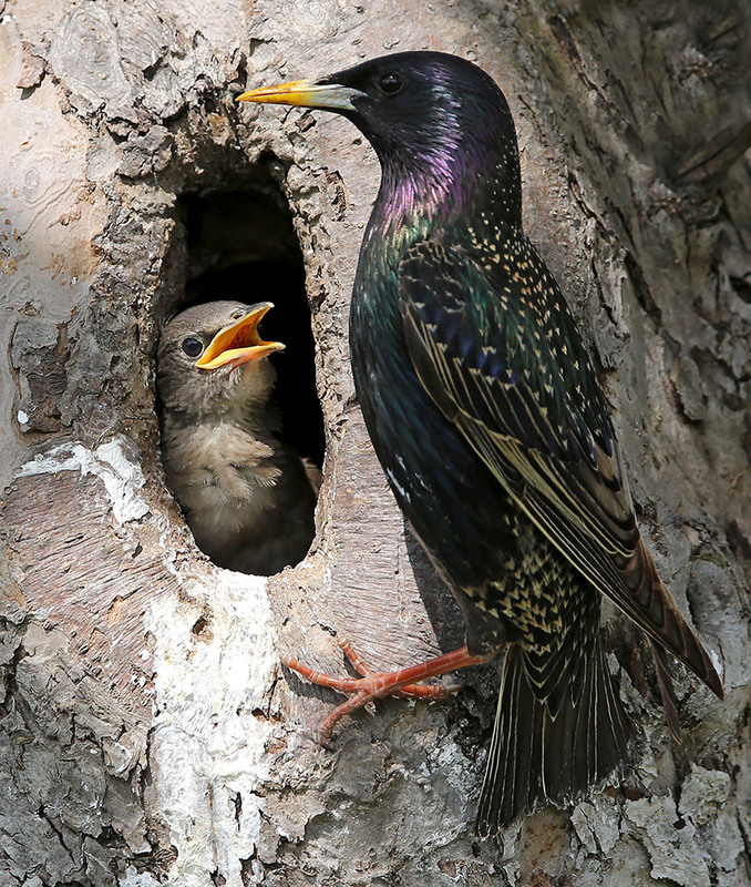 Фотографія Дякую, татку, за смаколики! / Алекс Сергіїв / photographers.ua