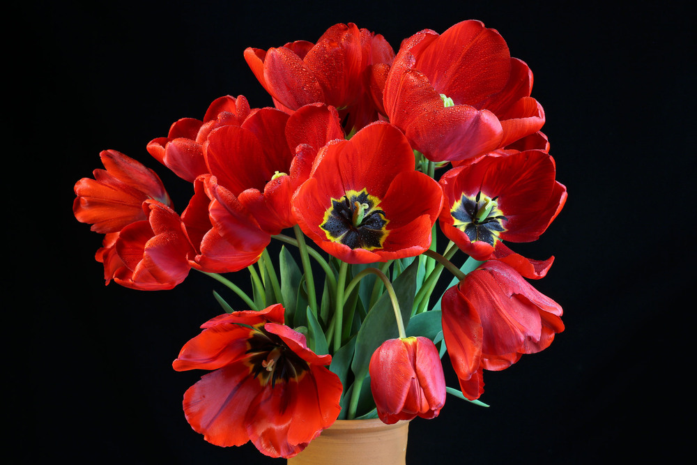 Фотографія Квіти весняні- ніжні тюльпани серце дівоче забрали в полон... / Алекс Сергіїв / photographers.ua