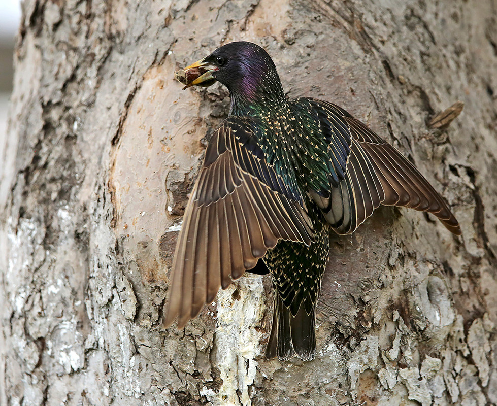 Фотографія Дитинко, де ти? Я смаколики приніс! / Алекс Сергіїв / photographers.ua