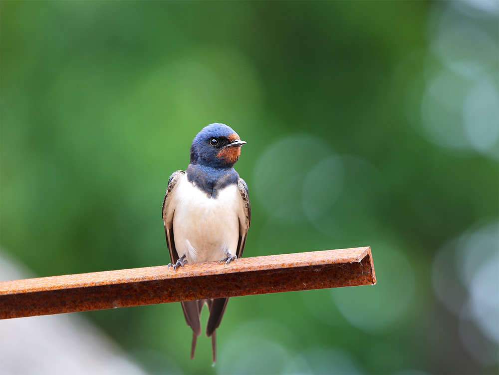 Фотографія Прилетіла ластівка голубою ласкою до моєї хати, до свого гнізда... / Алекс Сергіїв / photographers.ua
