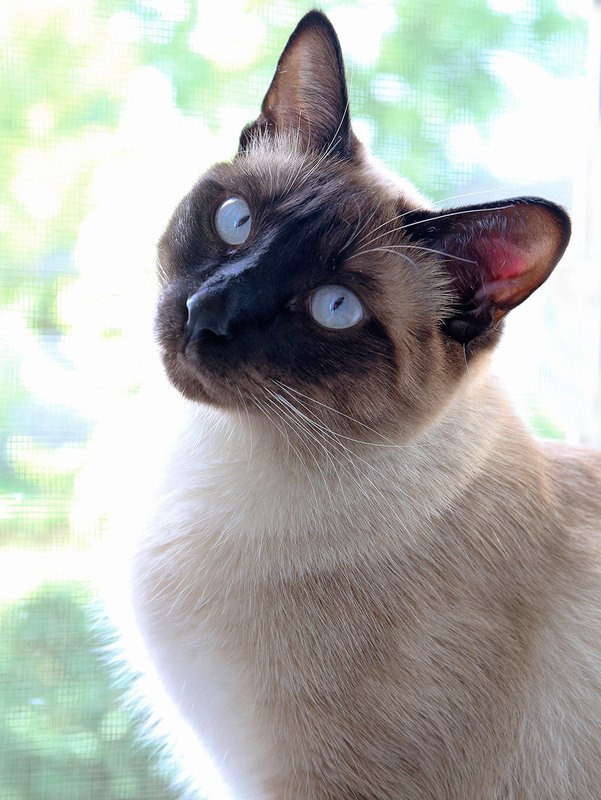 Фотографія Портрет друга на тлі вікна / Алекс Сергіїв / photographers.ua