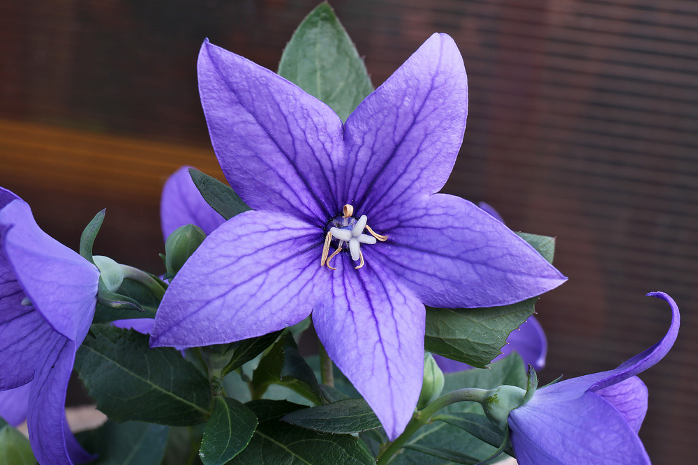 Фотографія Макро етюд / Алекс Сергіїв / photographers.ua