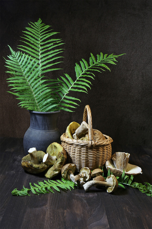 Фотографія Рясні дощики пройшли, гриби в лісі підросли,  в старім лісі між дубів пошукаємо грибів / Алекс Сергіїв / photographers.ua