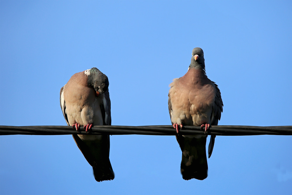 Фотографія Дикі голуби - припутні / Алекс Сергіїв / photographers.ua