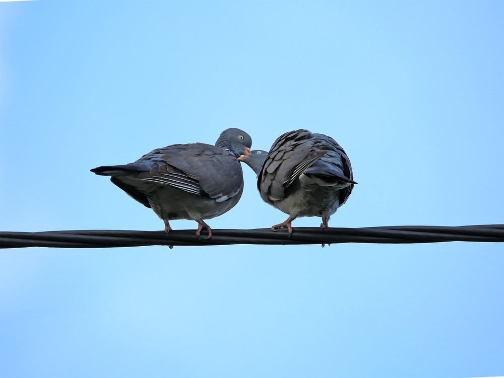 Фотографія Любов і голуби / Алекс Сергіїв / photographers.ua