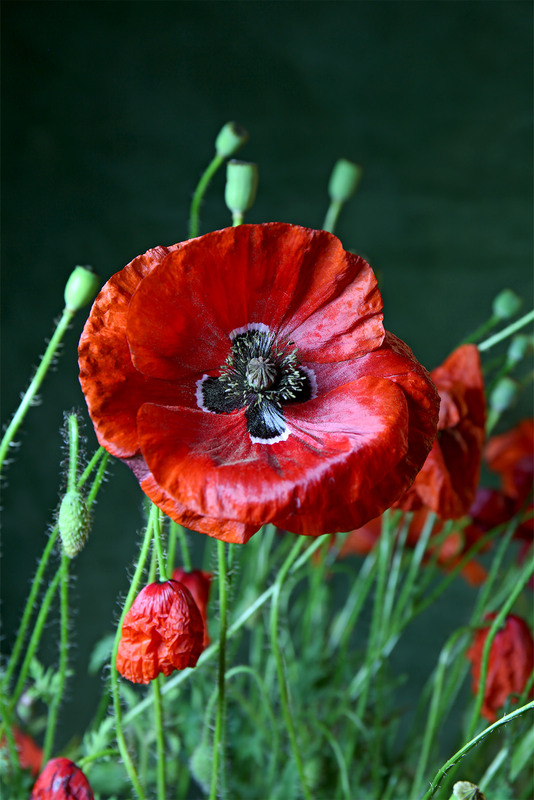 Фотографія Маки червоні - палкі,безмежні,грайливі, хмільні, довгожданні, спокусливі... / Алекс Сергіїв / photographers.ua