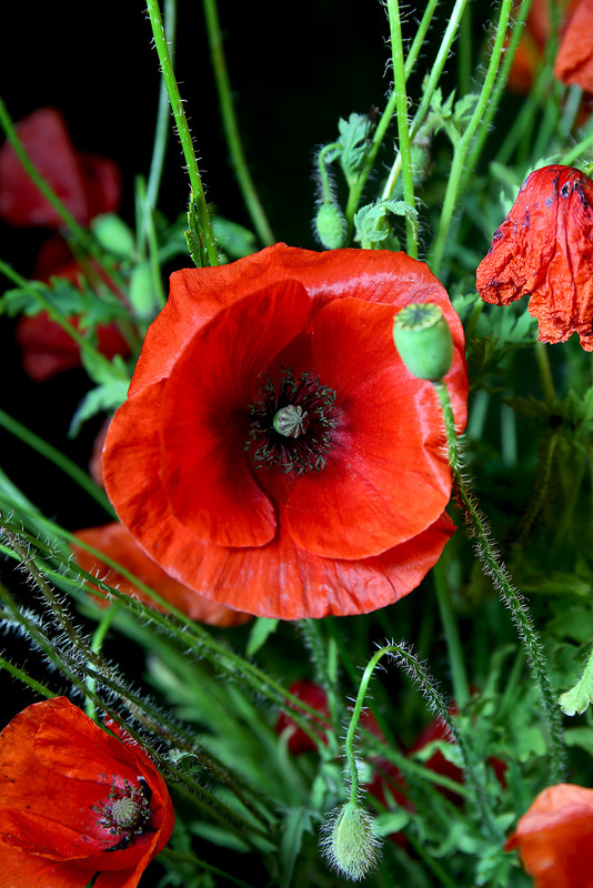 Фотографія Як без вишні - не садок, так без маку - не вінок ... / Алекс Сергіїв / photographers.ua