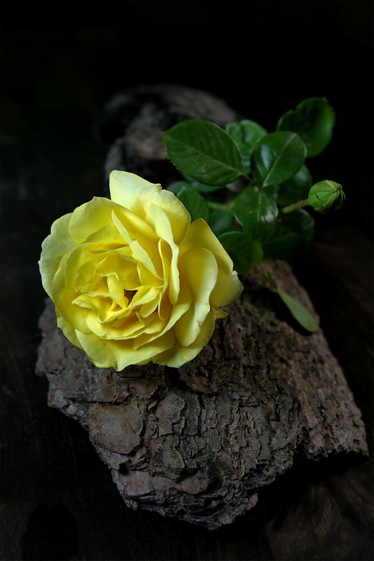 Фотографія Жовті троянди ...Живі істоти квіти, ніби люди, вони живуть серця обігрівать ... / Алекс Сергіїв / photographers.ua