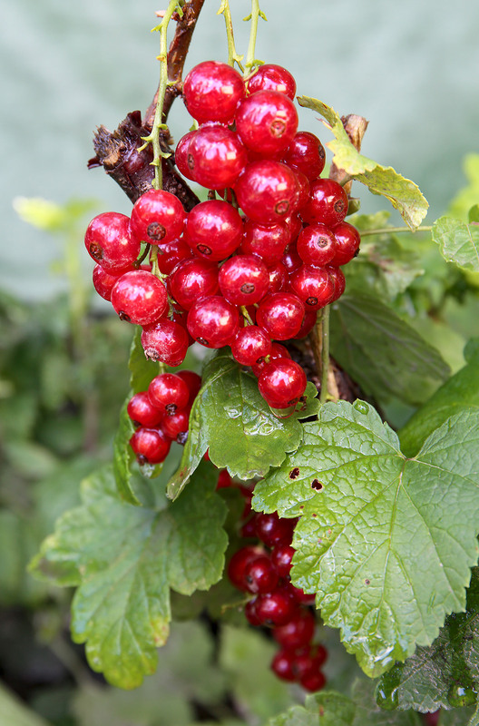 Фотографія Обриваю порічки білі, жовті, червоні, стиглі, та невелички, як намисто в долоні ... / Алекс Сергіїв / photographers.ua