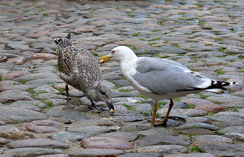 Фотографія Срібляста чайка годує доросле пташеня / Алекс Сергіїв / photographers.ua