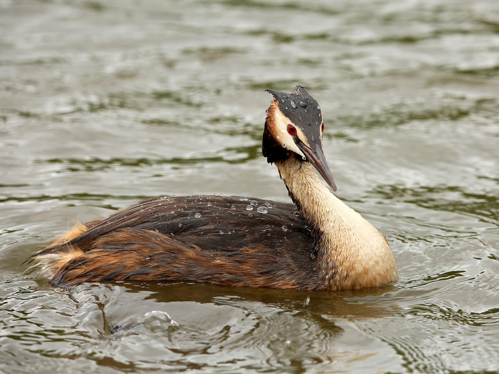 Фотографія Чомга-поганка / Алекс Сергіїв / photographers.ua