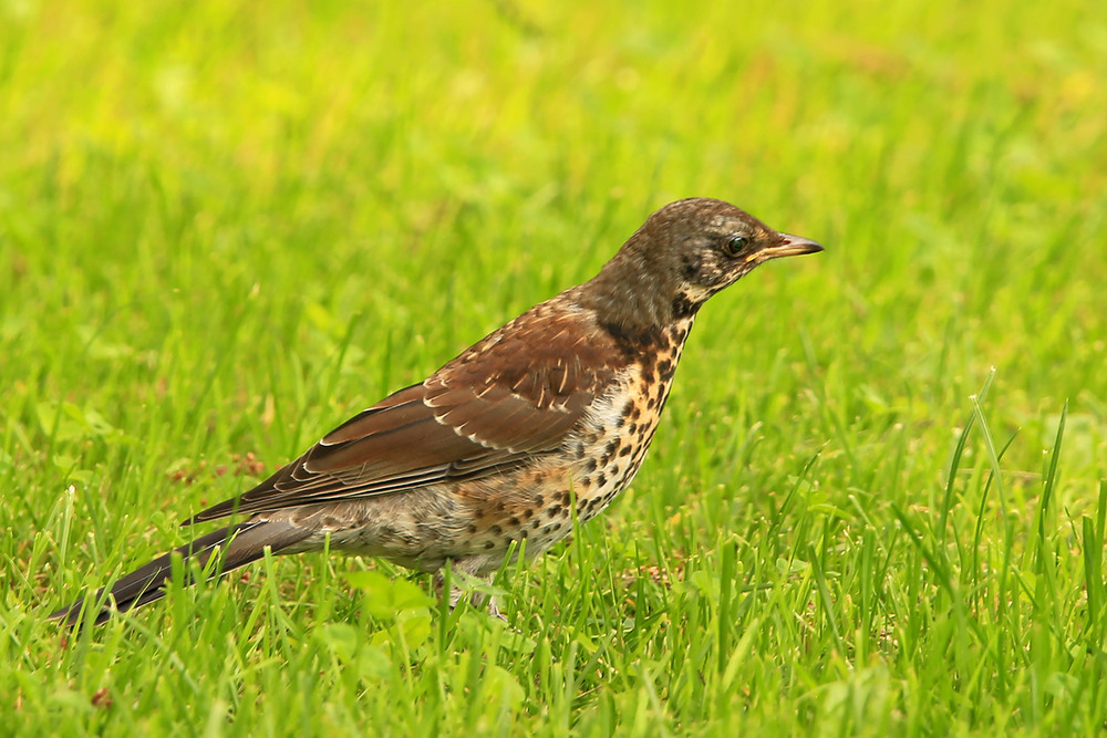 Фотографія Дрізд-омелюх на полюванні / Алекс Сергіїв / photographers.ua
