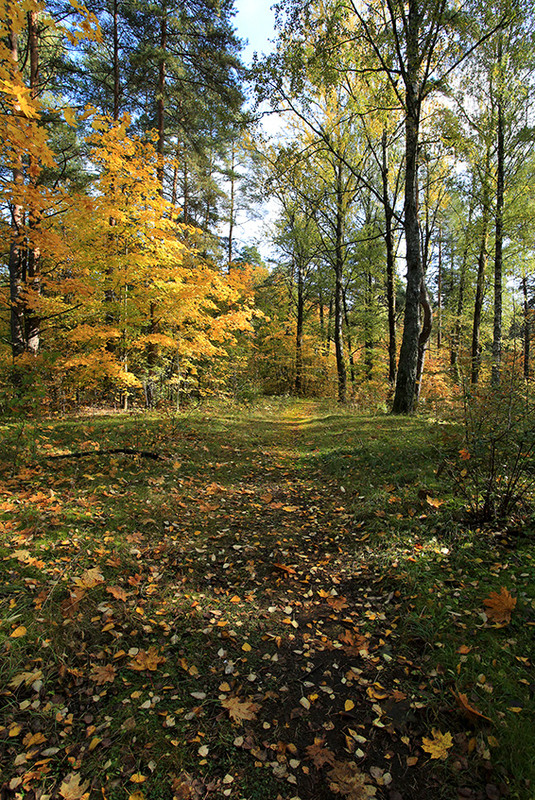 Фотографія В багряне золото одягнуті ліси... / Алекс Сергіїв / photographers.ua