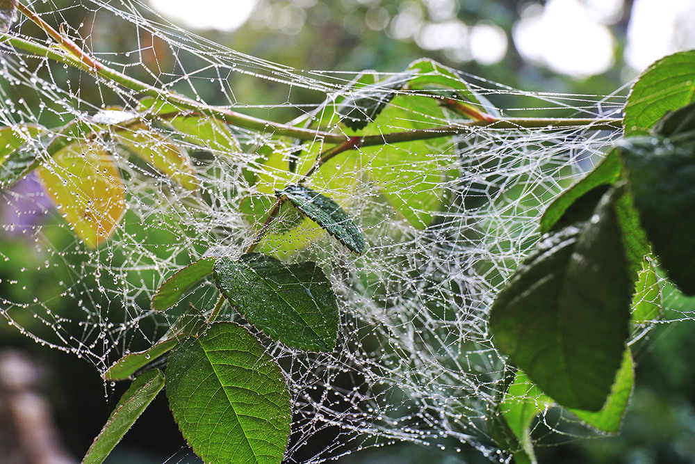 Фотографія Туман-зрадник / Алекс Сергіїв / photographers.ua