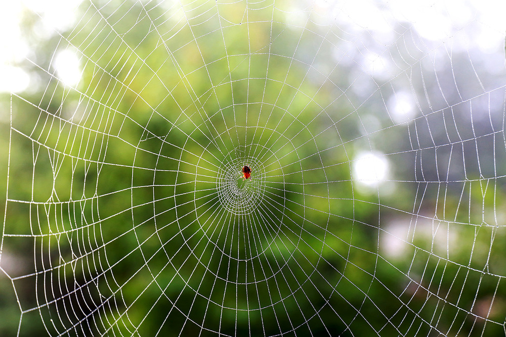 Фотографія В засідці / Алекс Сергіїв / photographers.ua