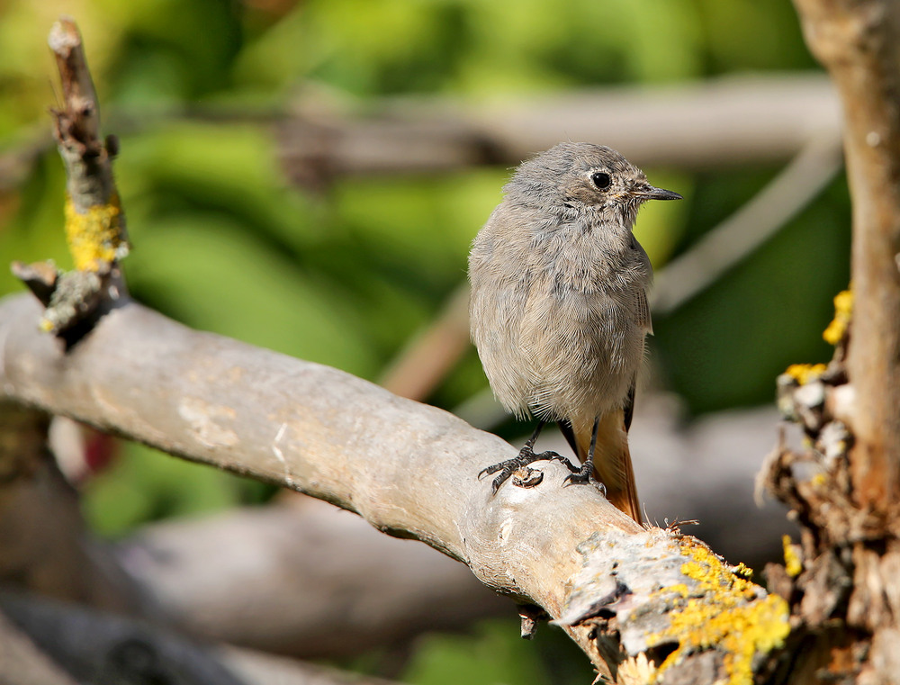 Фотографія Горихвістка. Дубль два. / Алекс Сергіїв / photographers.ua
