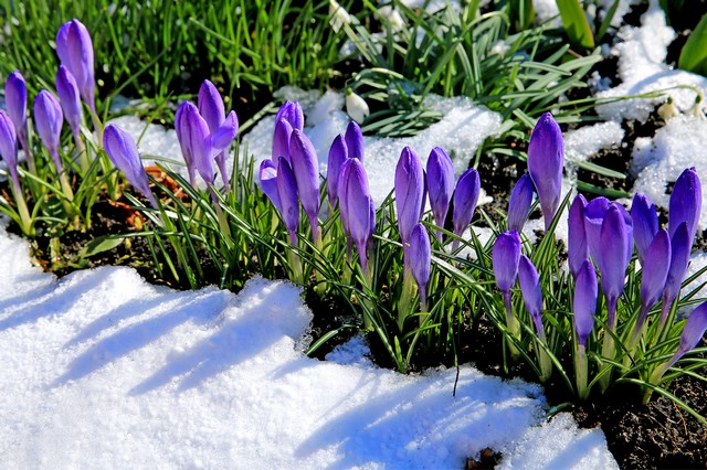 Фотографія Весна, весна, весна, весна прийде.... / Алекс Сергіїв / photographers.ua