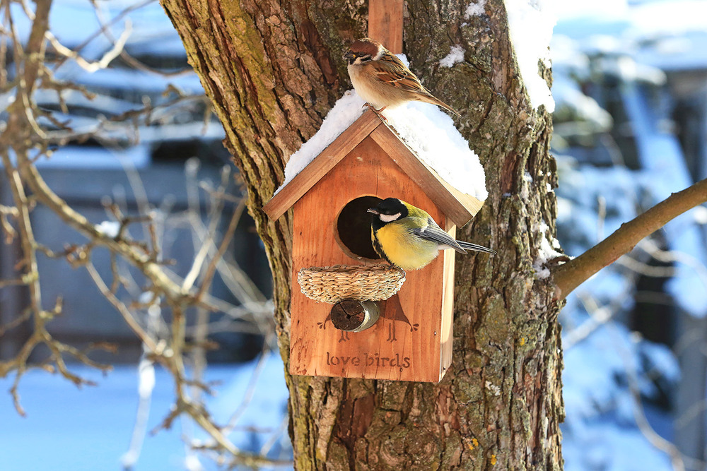 Фотографія Вуличне кафе "LOVE BIRDS" (2) Коли запізнюються на побачення / Алекс Сергіїв / photographers.ua