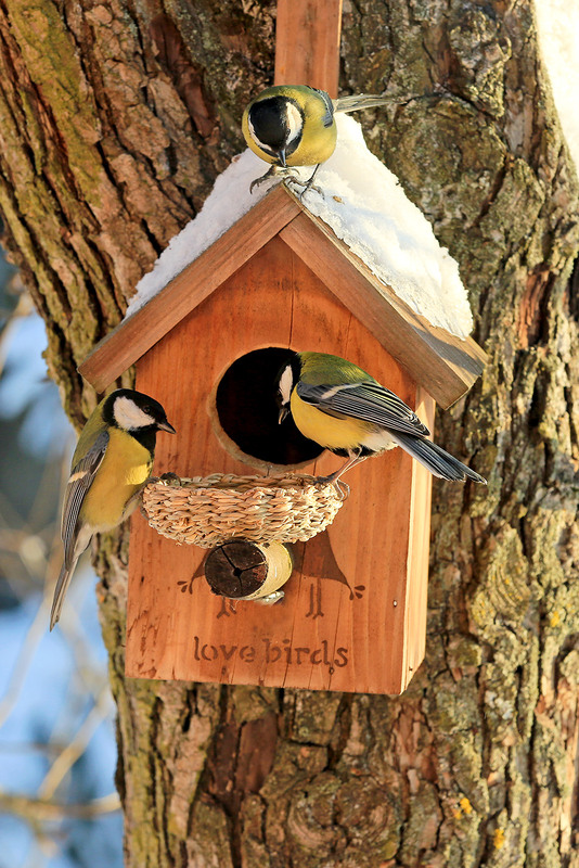 Фотографія Вуличне кафе "LOVE BIRDS" (1) / Алекс Сергіїв / photographers.ua